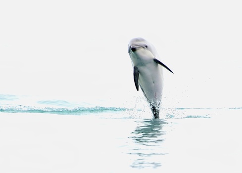 Dolphin leaping from shallow water with its body nearly vertical against a pale sky.