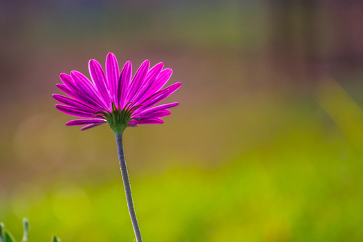 Vibrant magenta daisy-like flower in sharp focus against a soft yellow-green blurred background.