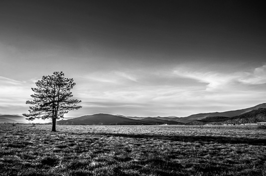 Solitary tree standing in an open field with distant mountains under dramatic cloudy sky.