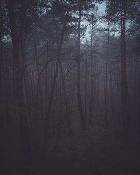 Dense forest with bare trees fading into thick fog and mist in the background.