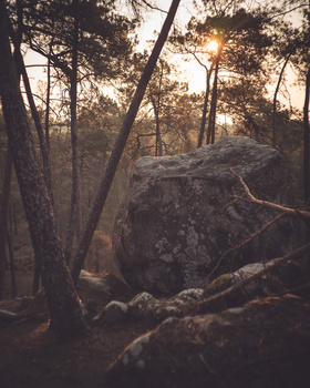Sunlight filtering through tall pine trees over a large moss-covered boulder in a forest.