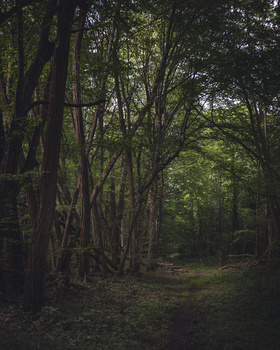 Sunlit forest path lined with tall trees creating a natural tunnel canopy.