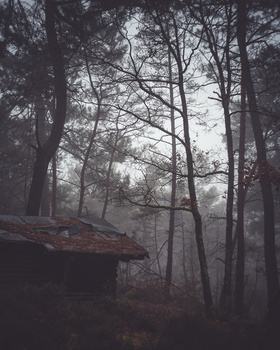 Misty forest landscape with bare trees and a fallen log in the foreground.