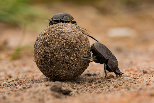 Two dung beetles working with a large spherical ball of dung on sandy ground.