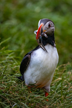Puffin standing on grass holding small fish in its beak.