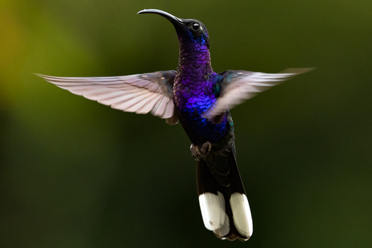Hummingbird in flight with iridescent purple and blue plumage, white-tipped tail feathers, and wings spread wide against a blurred green background.