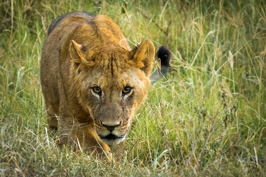 Lion walking through golden grass, looking directly at camera with alert expression.