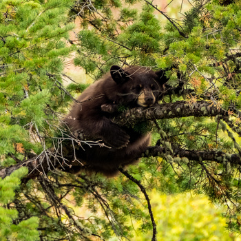 Black bear cub perched among green conifer branches, looking toward camera.