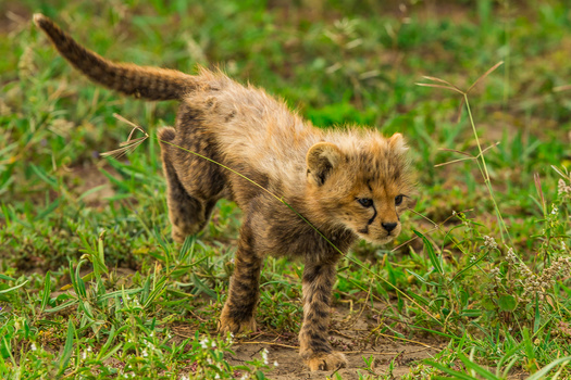 Young cheetah cub walking through grass with alert expression and raised tail.