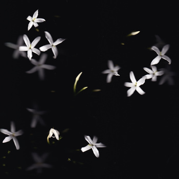 White star-shaped flowers scattered against a dark background with soft, blurred bokeh effects.