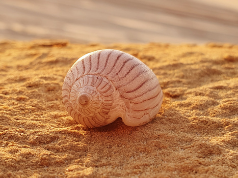 Pale pink fossilized ammonite shell resting on sandy ground with soft, diffused lighting.
