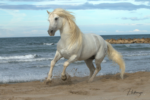 White horse trotting along a sandy beach with ocean waves and cloudy sky in the background.