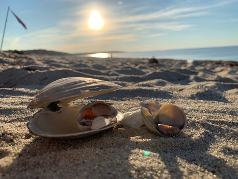 Seashells and sand dollars scattered on beach sand with golden hour sunlight and ocean horizon in background.