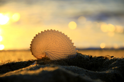 Translucent seashell resting on wet sand at sunset, backlit by golden hour light.