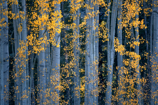 Dense aspen forest with white trunks displaying bright golden autumn foliage against dark evergreen trees.