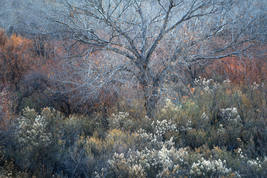 Bare deciduous tree amid white-flowering shrubs and muted autumn foliage in natural landscape.