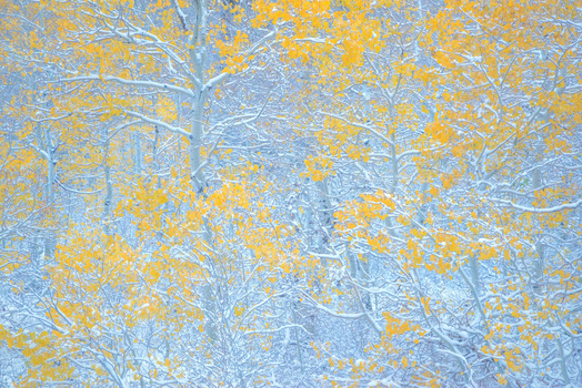 Abstract textured surface with layered blue and yellow paint creating an organic, weathered appearance.
