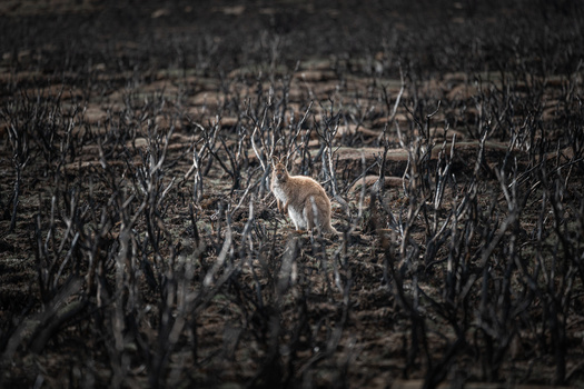 Coyote walking through a harvested cornfield with dried stalks.