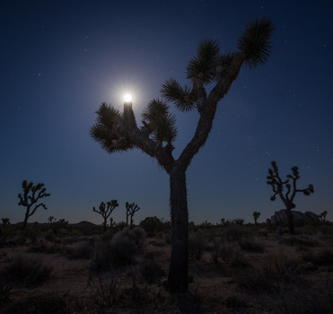 Joshua tree silhouetted against bright moonlight in a desert landscape at dusk.