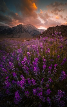 Purple wildflower field at sunset with dramatic storm clouds and snow-capped mountains in background.