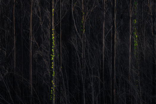 Dense forest of bare trees with bright moss-covered trunks creating vertical lines through dark woodland.