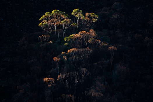 Tall trees with golden and orange canopies illuminated against a dark forest backdrop.