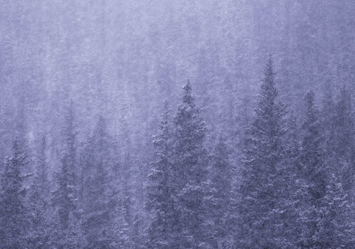Dense coniferous forest obscured by heavy falling snow and mist.