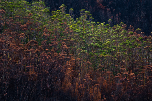 Forest hillside with dead reddish-brown trees in foreground and green vegetation emerging in background.