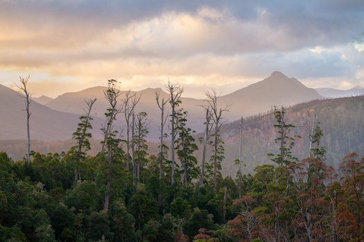 Mountain landscape with dead trees and lush forest under golden-hour light and clouds.