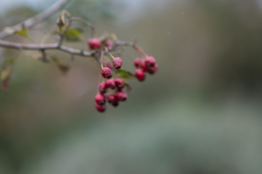 Pink berry clusters hanging from a thin branch with soft green foliage in background.