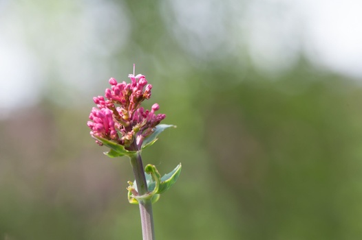 Pink clustered flower blooms on a single green stem against a soft, blurred background.