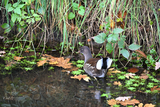 Coot swimming among fallen autumn leaves and aquatic vegetation in shallow water.