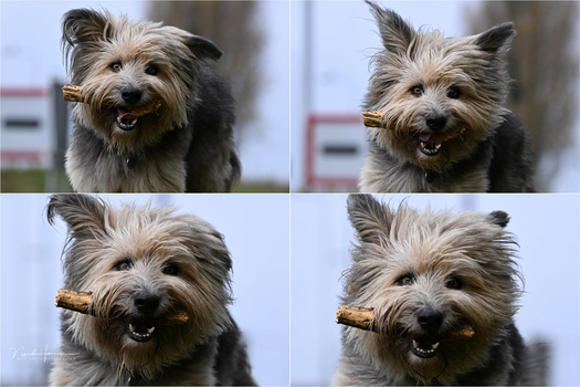 Four portrait shots of a terrier-mix dog with wiry tan and gray coat, arranged in a 2x2 grid.