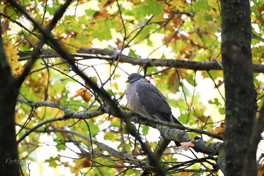 Blue jay perched on a branch among fall foliage with soft backlighting.