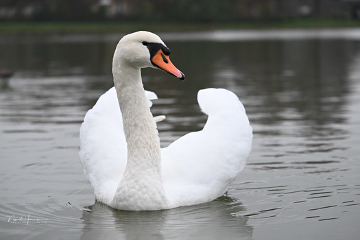 White swan with orange beak floating on calm water with wings partially raised.
