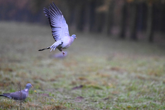 Blue jay in flight above another blue jay on the ground with blurred forest background.