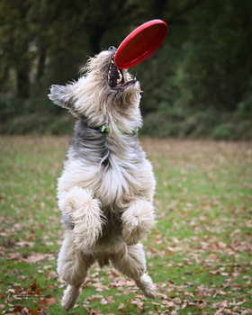 Small dog with long gray and white fur standing on hind legs catching a red frisbee.