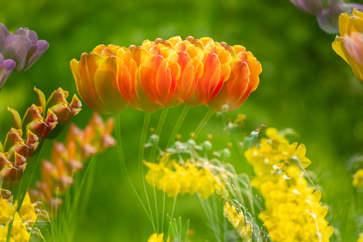 Vibrant orange and yellow flowers in full bloom surrounded by green foliage and additional colorful blooms.