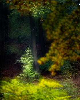 Young evergreen tree illuminated by sunlight in a dark forest surrounded by blurred foreground foliage.