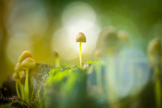 Tiny mushrooms growing on moss-covered wood with soft bokeh background and bright backlighting.