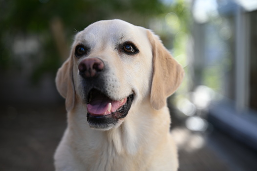 Yellow Labrador Retriever with mouth open in a smile, looking directly at camera.
