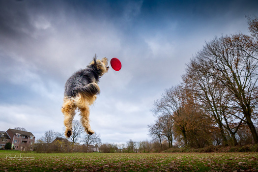 Small tan and gray dog jumping to catch a red frisbee in an open grassy field.