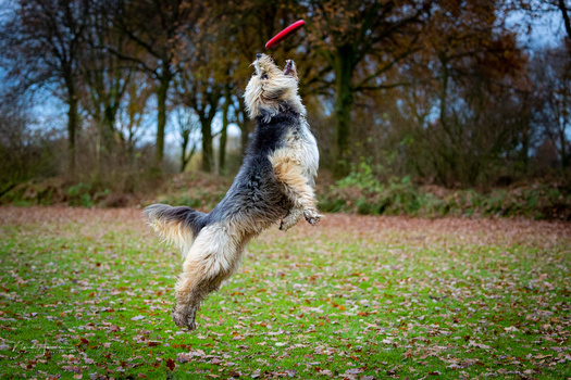 Terrier-type dog jumping to catch a red frisbee in a grassy field with bare trees in background.