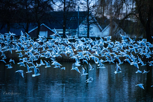 Large flock of white birds taking flight simultaneously from a winter pond at dusk.