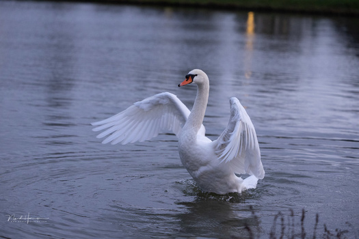 White swan with wings raised on water, displaying elegant posture and feather detail.