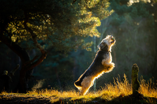 Meerkat standing upright on hind legs in golden sunlight filtered through tree canopy.