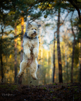 Small terrier-type dog mid-jump in a forest clearing with autumn foliage in soft background.