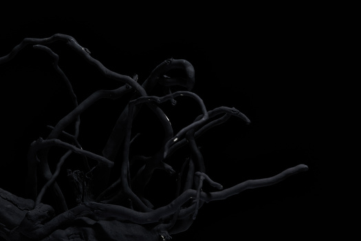 Silhouetted organic forms and branches against a black background with dramatic rim lighting.