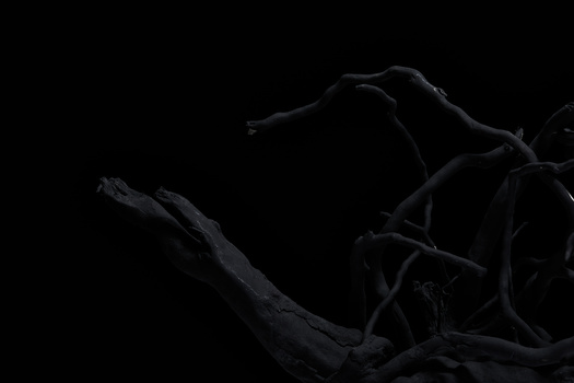 Gnarled tree branches silhouetted against a black background.