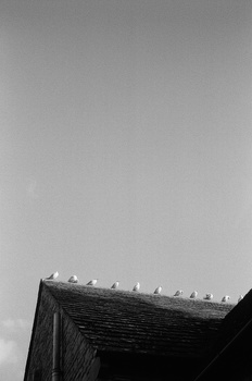 Silhouetted roofline with birds perched along the peak against an overcast sky.